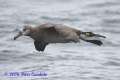 Black-footed Albatross